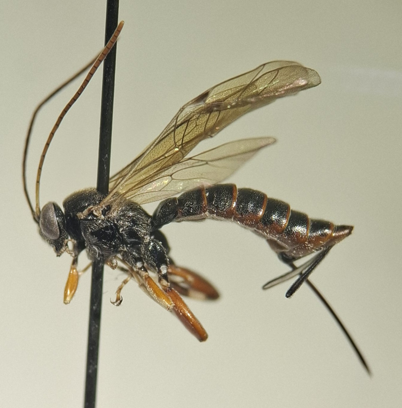 Itoplectis maculator