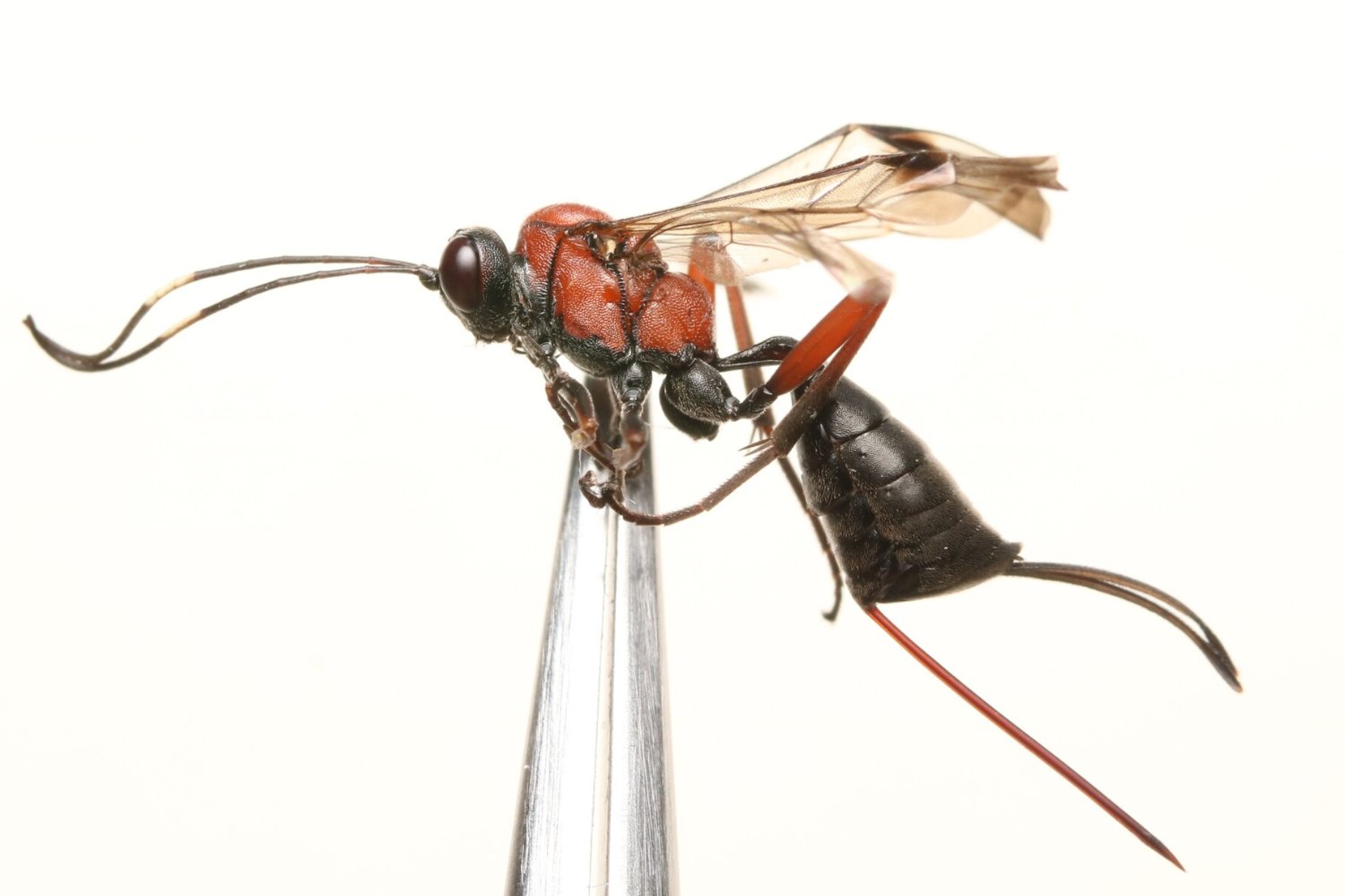 Xylophrurus augustus