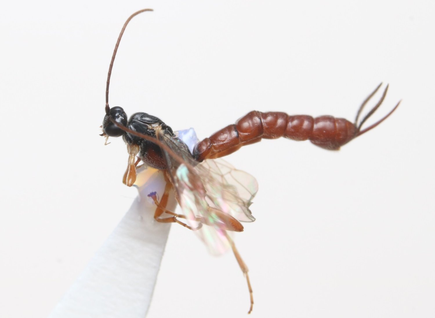 Clistopyga rufator