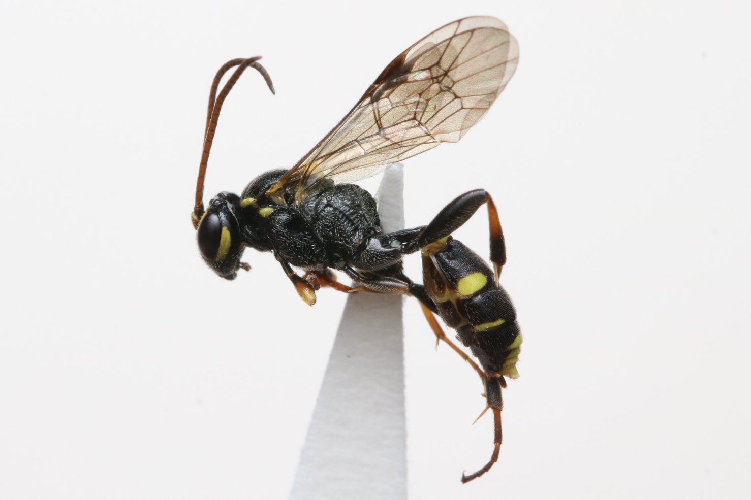 Listrodromus nycthemerus